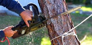 Best Tree Preservation Services  in Underwood, IA